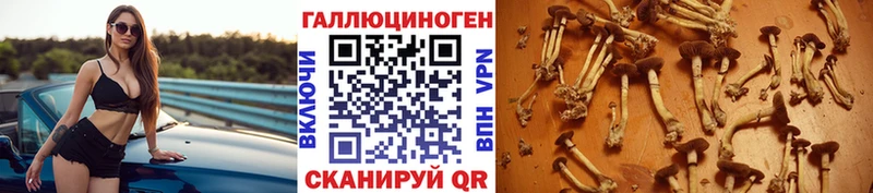 Галлюциногенные грибы Psilocybe  Купить где  Кремёнки 